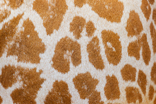 istock spotted wool texture of an African giraffe 1182881593