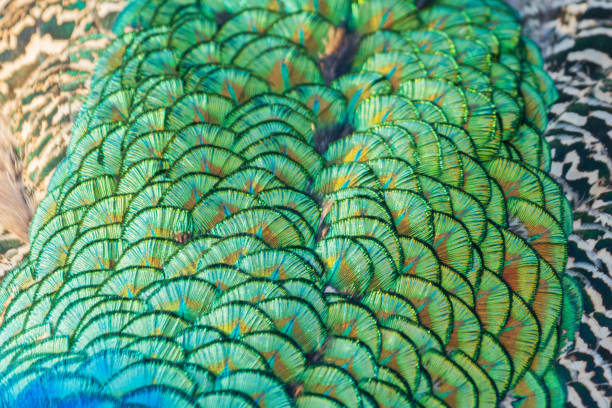 istock texture of peacock emerald feathers with highlights 1182881604