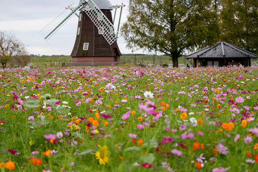 Cosmos flowers and windmill, Akebonoyama Agricultural Park, Kashiwa City, Chiba Prefecture, Japan