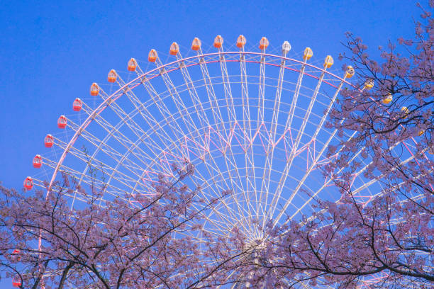 istock Sakura and Yokohama skyline in full bloom 1182883277