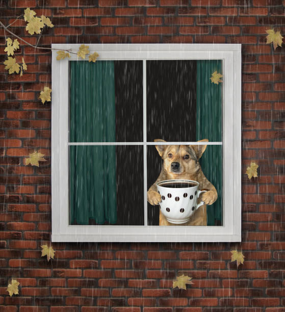 The dog with a cup of coffee is looking through the window. The leaves falls. It's raining. The autumn has come.