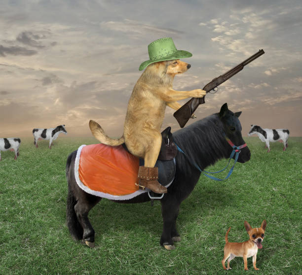 Dog on black horse grazes cows