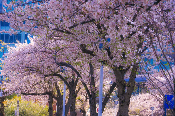 istock Sakura and Yokohama skyline in full bloom 1182883547