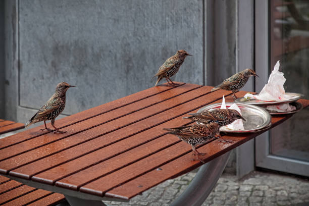 Starlings at a outdoor restaurant