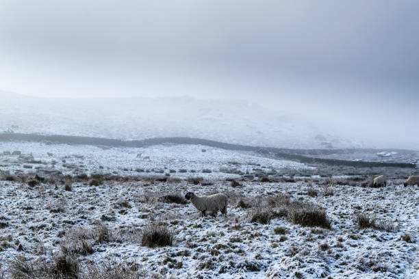 istock Snow on Rombalds moor. Yorkshire 1182887120