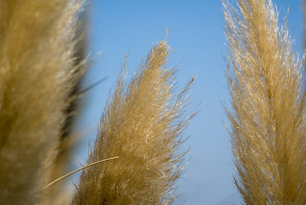 istock Pampas Grass Isolated Against Blue Sky, Turkey, Sapanca 118288729