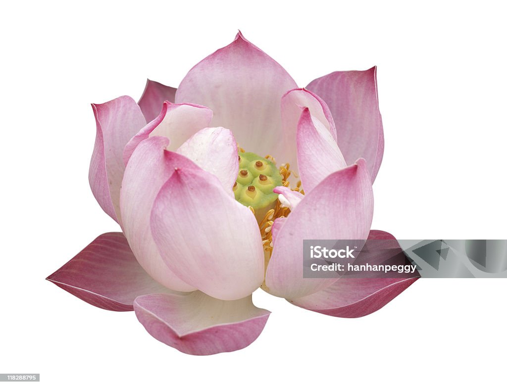 A pink lotus flower against a white background lotus flower, isolated on white. Water Lily Stock Photo