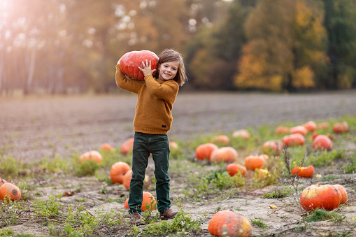 Cute little boy having fun in a pumpkin patch