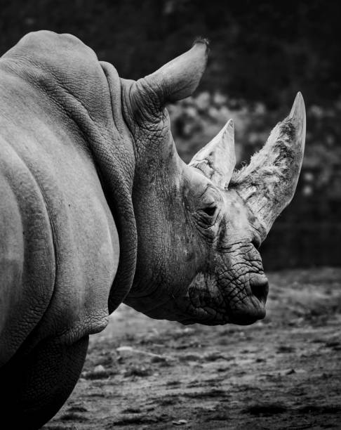istock African White Rhino 1182890327