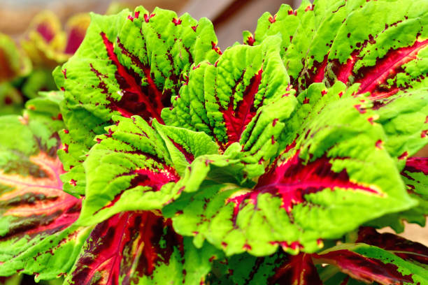istock Coleus: Leaves and Flowers 1182890541