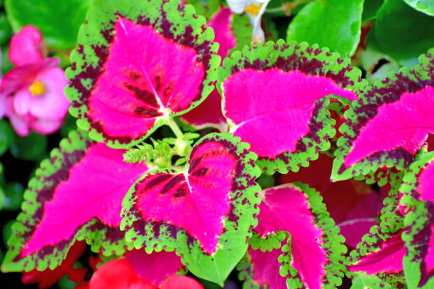 istock Coleus: Leaves and Flowers 1182890544