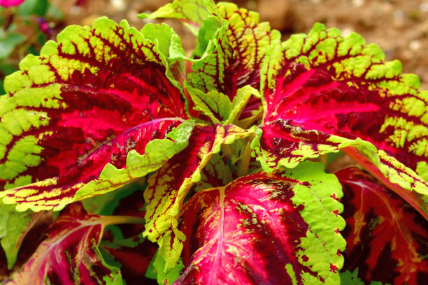 istock Coleus: Leaves and Flowers 1182890615