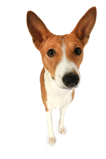 istock Cute Basenji dog looking into camera 1182890639