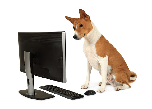 Two-year-old thoroughbred Basenji dog looks at a computer monitor, isolated on a white background