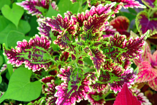 istock Coleus: Leaves and Flowers 1182890661