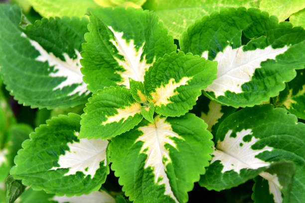 Foliage plant of multi-colored decorative leaves, such as green, red, pink, purple, yellow and white, and spikes of blue flowers.