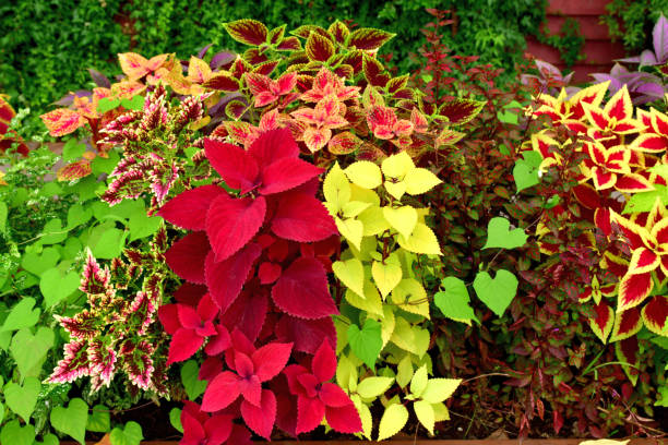 istock Coleus: Leaves and Flowers 1182891313