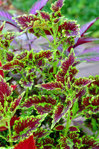 istock Coleus: Leaves and Flowers 1182891328