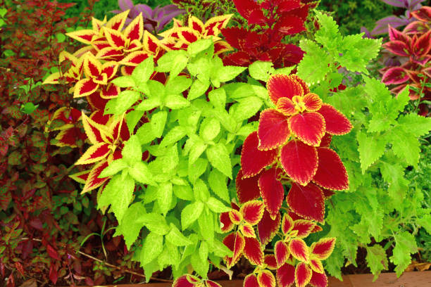 istock Coleus: Leaves and Flowers 1182891343