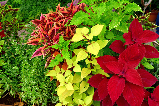 Foliage plant of multi-colored decorative leaves, such as green, red, pink, purple, yellow and white, and spikes of blue flowers.