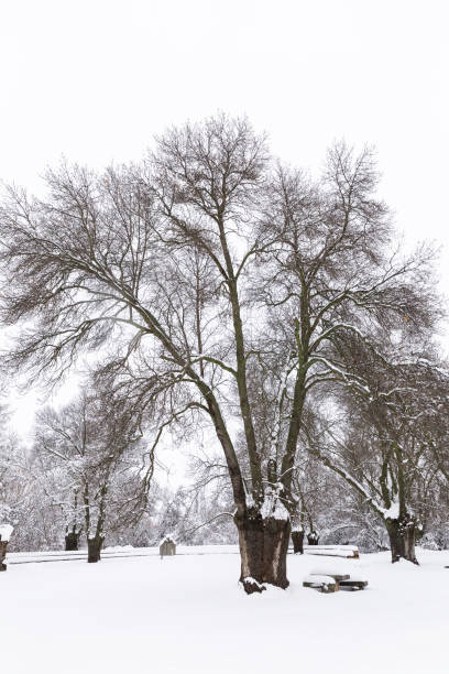 istock Snowy park on a cold winter day 1182892421