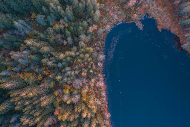 istock Lakeside Forest in the Fall Aerial View 1182894177