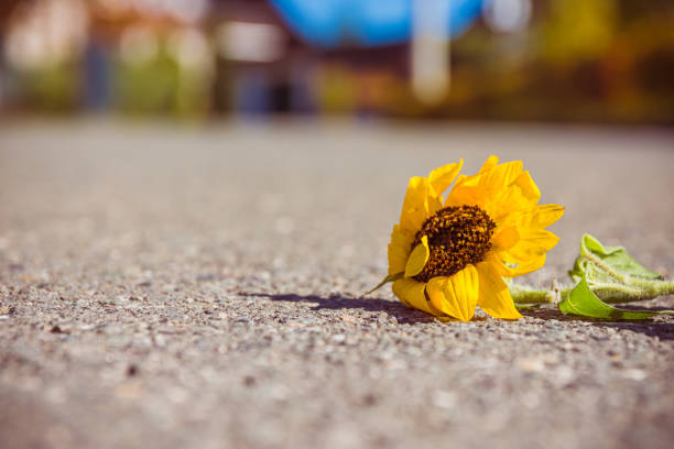 istock single sunflower on a street 1182894946