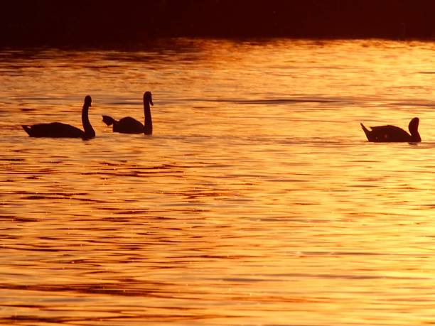 istock Swan Sunset Sihlouette 1182895404