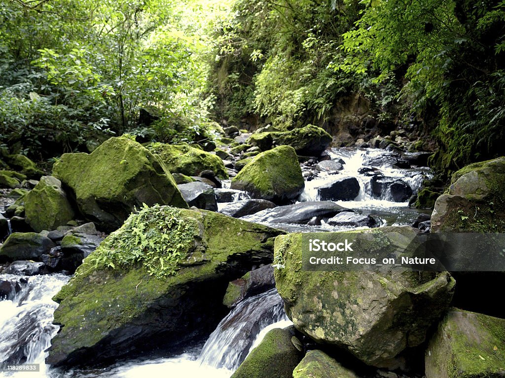 Ruisseau de la forêt tropicale - Photo de Arbre libre de droits