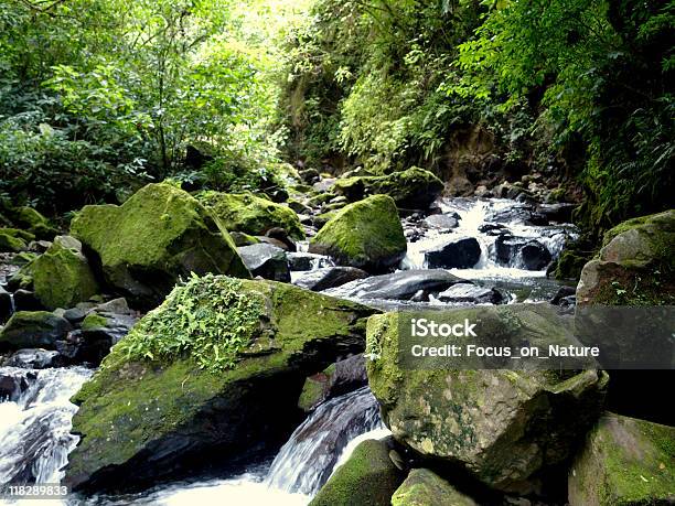 Floresta Pluvial Stream - Fotografias de stock e mais imagens de Ao Ar Livre - Ao Ar Livre, Beleza natural, Cascata