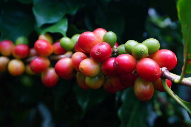 istock Raw coffee beans on the coffee tree 1182899395