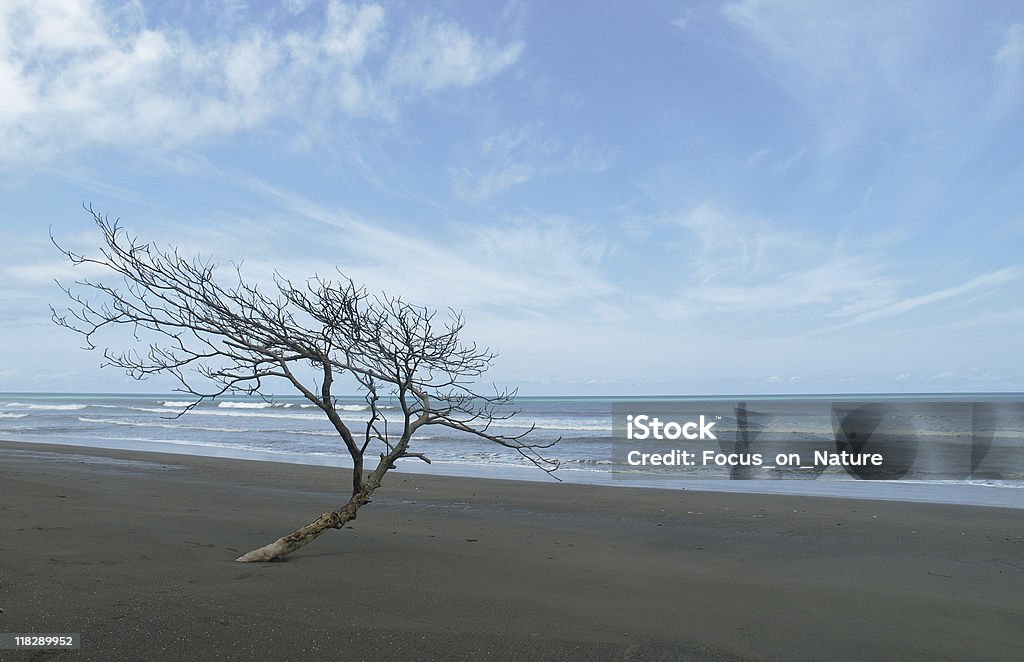 Plage tropicale - Photo de Arbre libre de droits