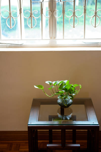 Houseplants on the windowsill