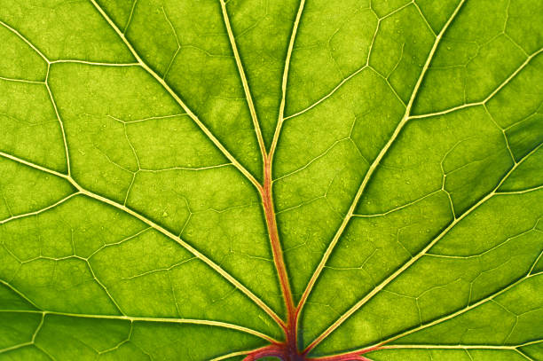 istock green leaf with red veins background 118290081