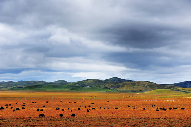 Tibetan yaks herds on the plain