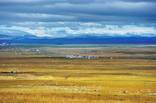 Herds on the beautiful Tibetan  plateau plain.