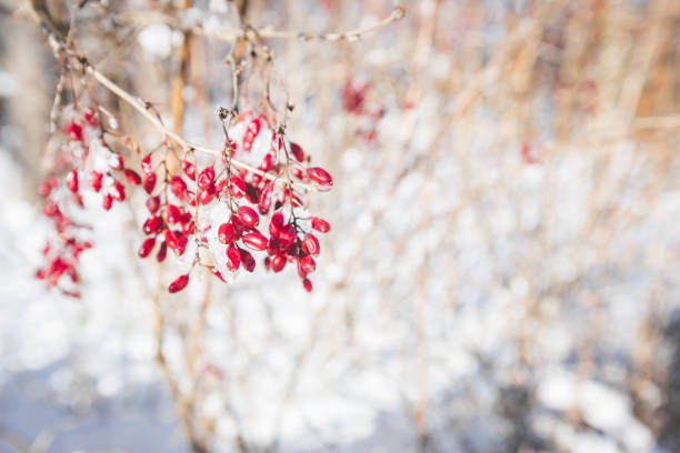 Berries of barberry. Barberry on the branch. Barberry in frost on branches. Winter background.