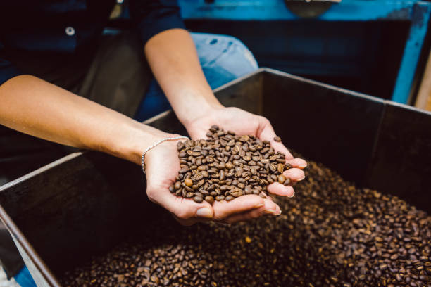 istock Barista with fresh coffee beans 1182904147