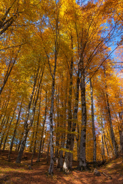 istock High yellow trees in autumn forest 1182904331