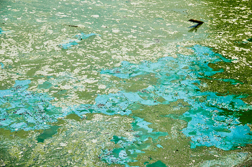 blue-green algae