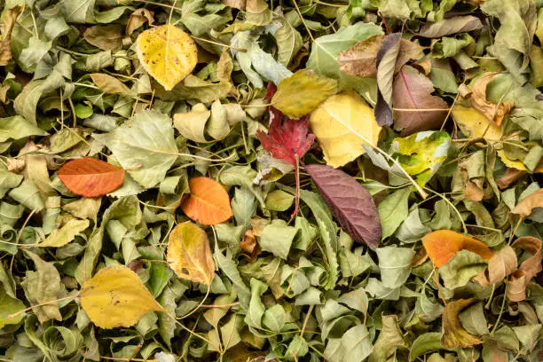 Colorful fall dry leaves background and texture - top view