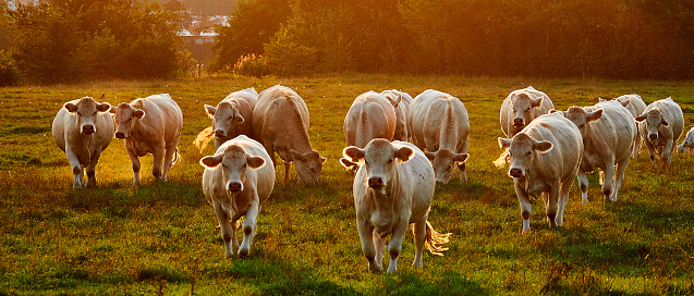 Cows in a arow, at sunset, running