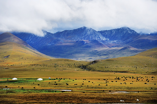 Tibetan yaks on the mountain meadow
