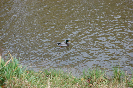 Duck in the pond in autumn park