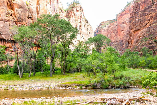 Zion National Park Riverside walk trail road in Utah with red canyon cliff formations on hike and view of Virgin river with green trees plants Zion National Park Riverside walk trail road in Utah with red canyon cliff formations on hike and view of Virgin river with green trees plants virgin river stock pictures, royalty-free photos & images