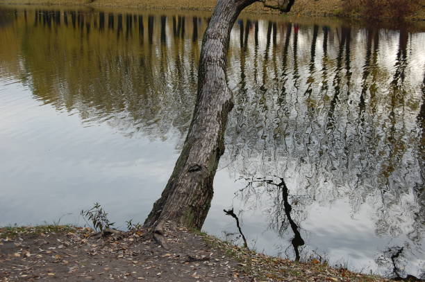 istock Tree on the pond in the park 1182906599