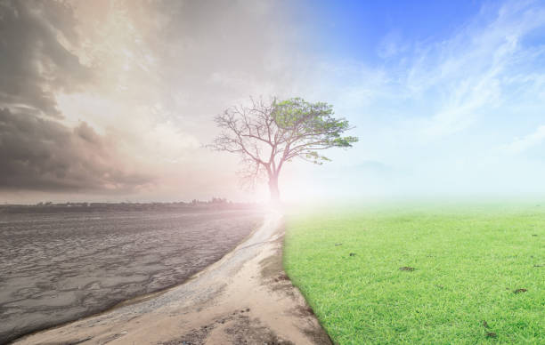 koncepcja zmiany środowiska - decisions nature road street zdjęcia i obrazy z banku zdjęć