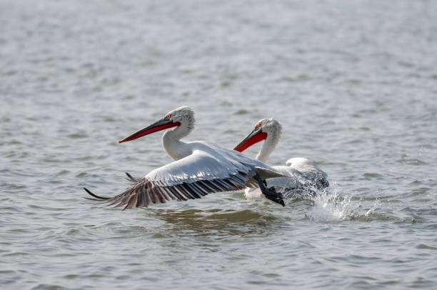 istock Dalmation Pelican taking off seen at jamnagar,Gujarat,India 1182907753