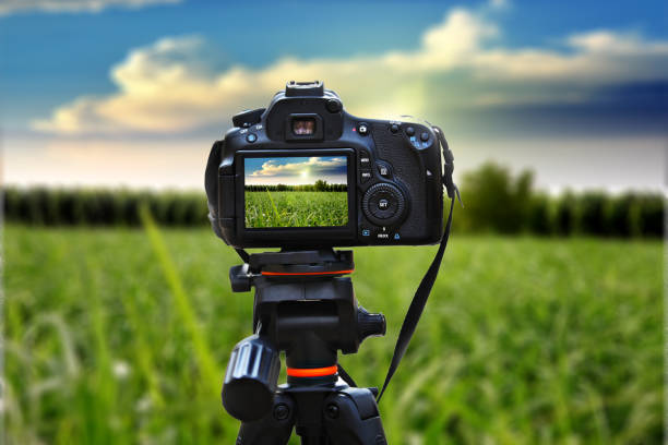 istock Rice paddy field under the beautiful cloudscape 1182907873
