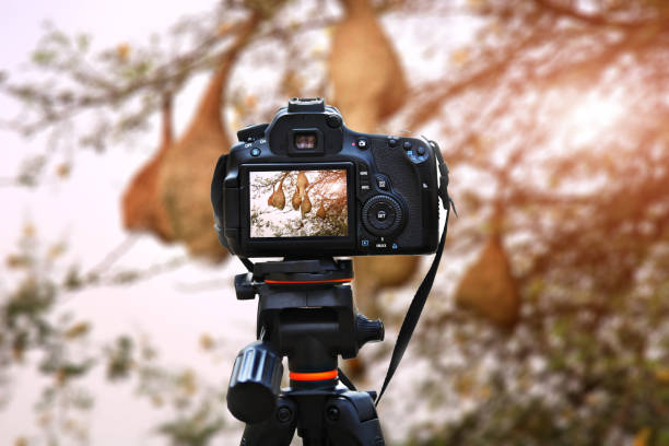 istock Bird nest handing on the tree 1182907884
